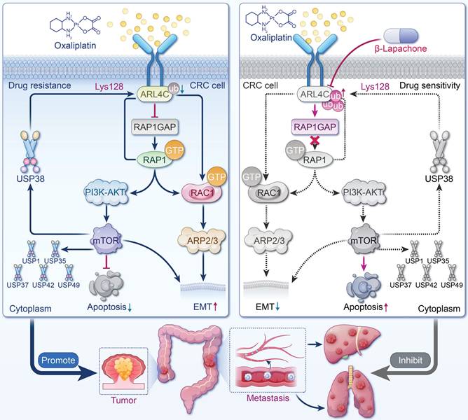 Theranostics Image