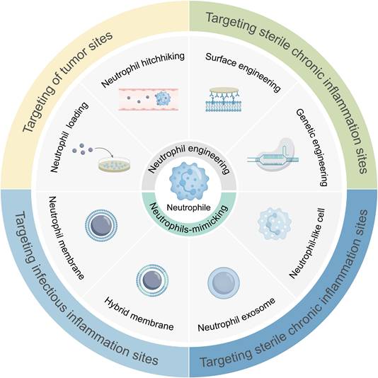 Theranostics Image