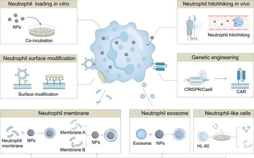 Theranostics Image