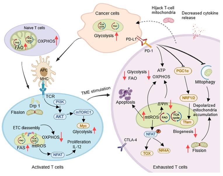 Theranostics Image
