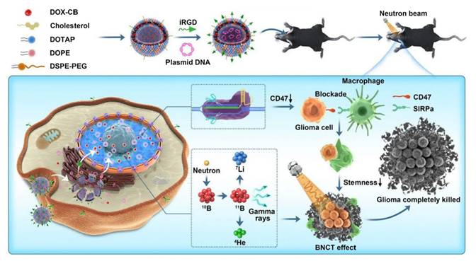 Theranostics Image