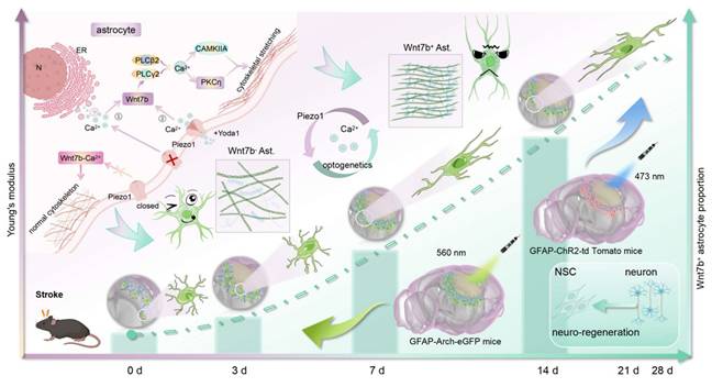 Theranostics Image