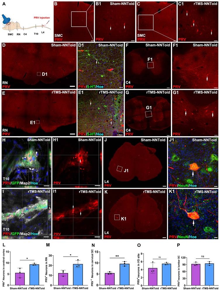Theranostics Image