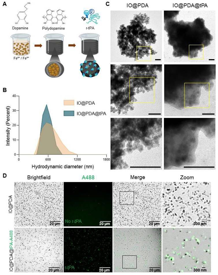 Theranostics Image
