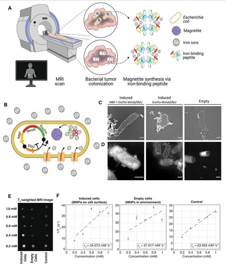 Theranostics Image