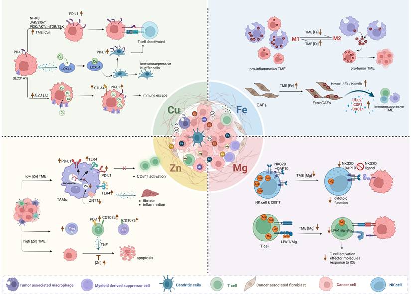 Theranostics Image