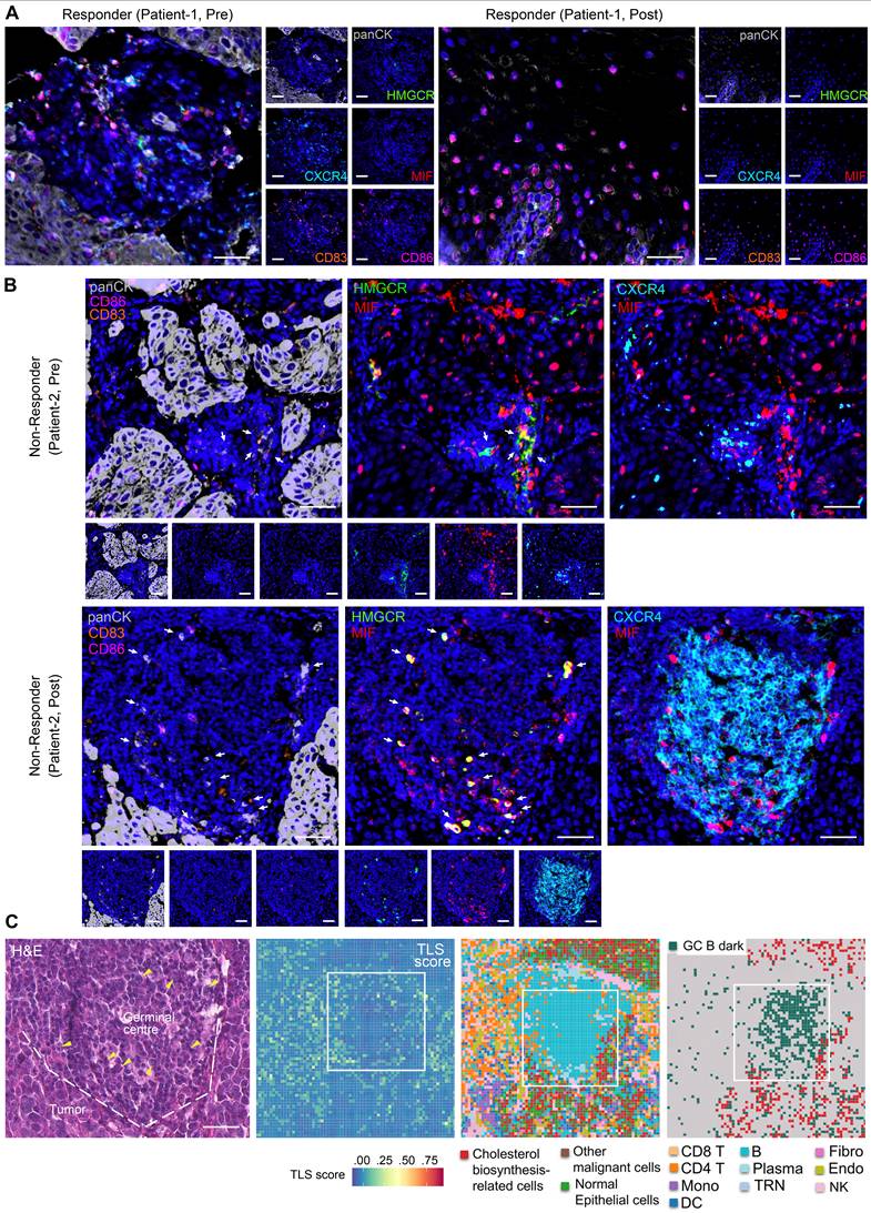 Theranostics Image