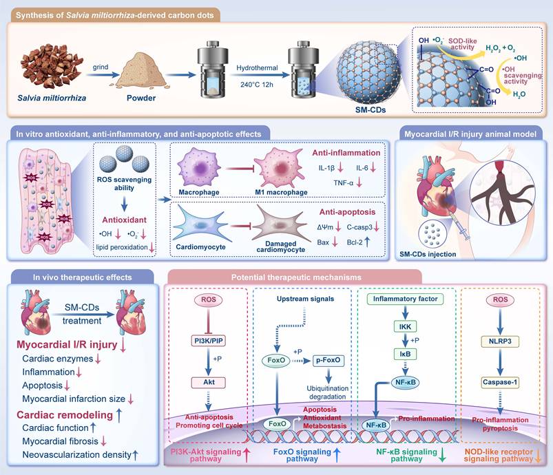 Theranostics Image
