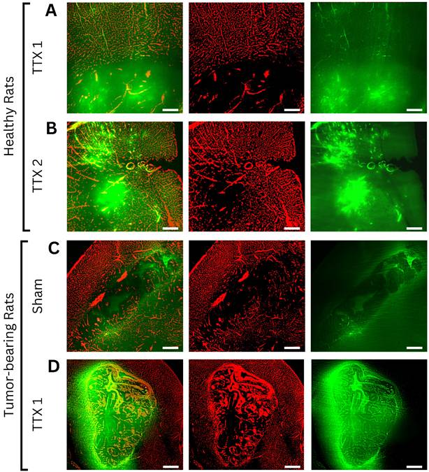Theranostics Image