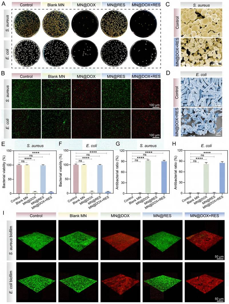 Theranostics Image