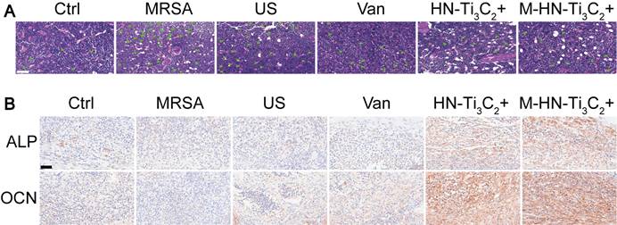 Theranostics Image