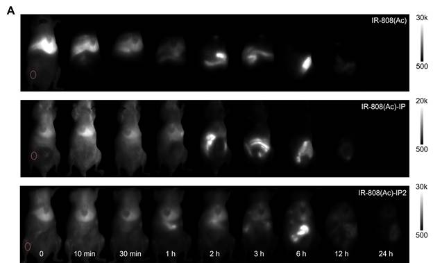 Theranostics Image