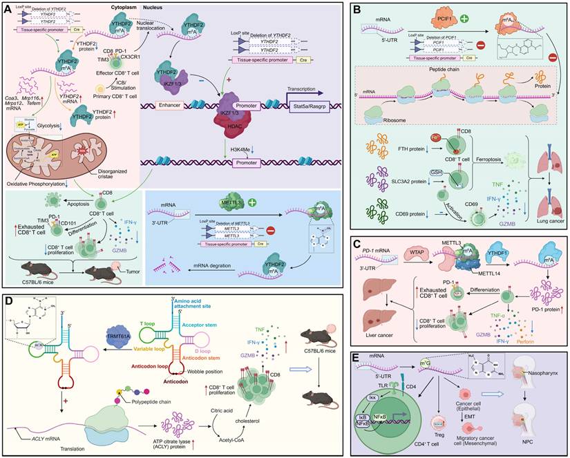 Theranostics Image