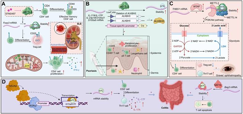 Theranostics Image