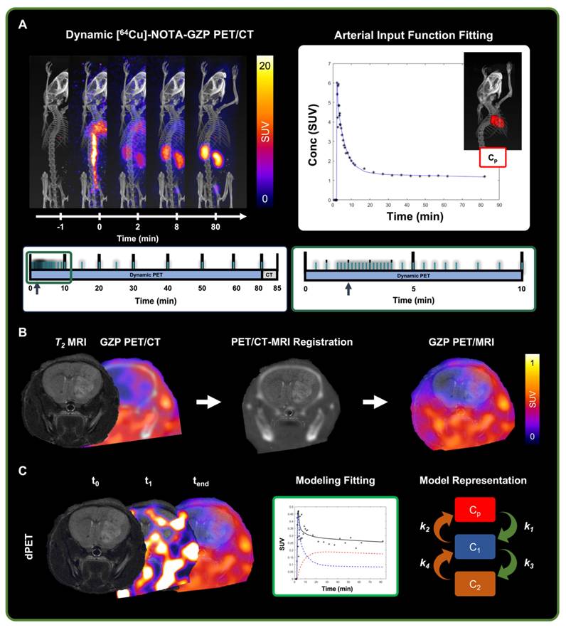 Theranostics Image
