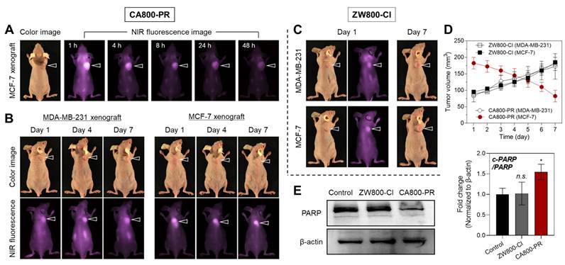Theranostics Image