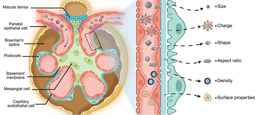 Theranostics Image