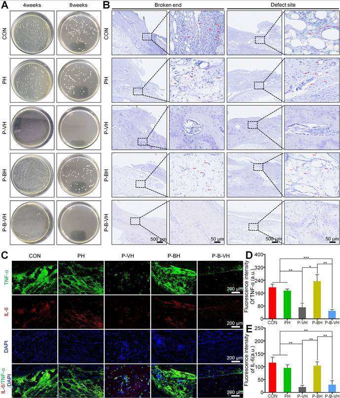 Theranostics Image