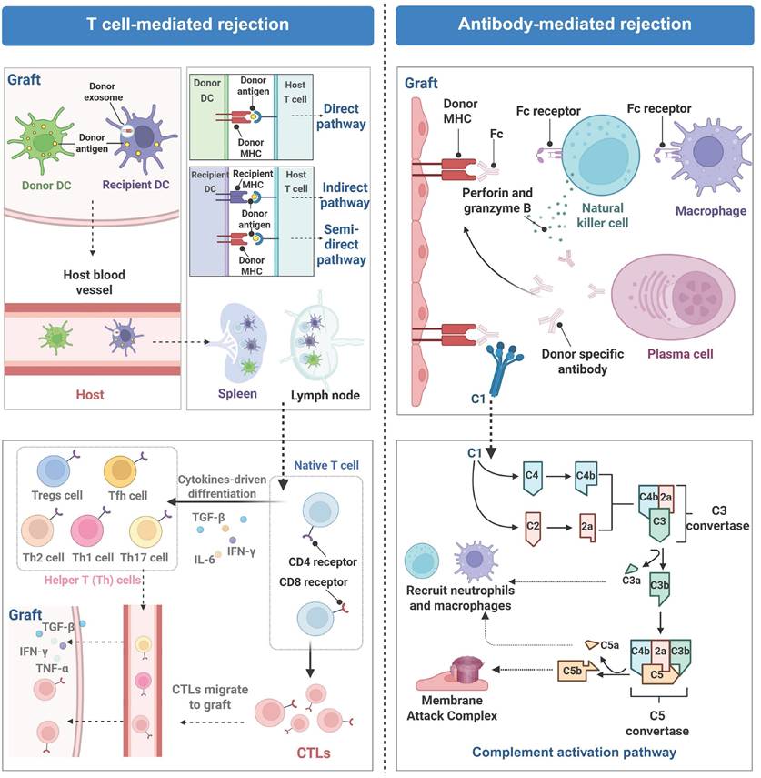 Theranostics Image