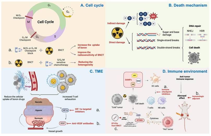 Theranostics Image