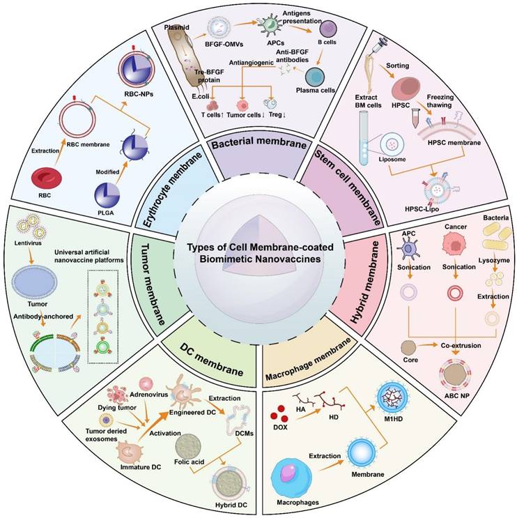Theranostics Image