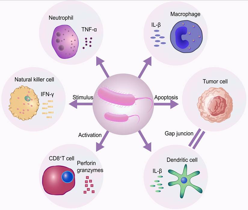 Theranostics Image