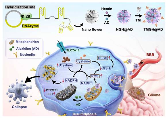 Theranostics Image