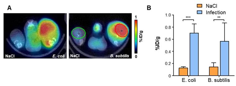 Theranostics Image
