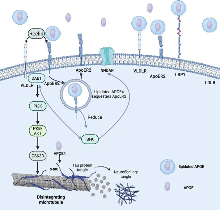 Theranostics Image