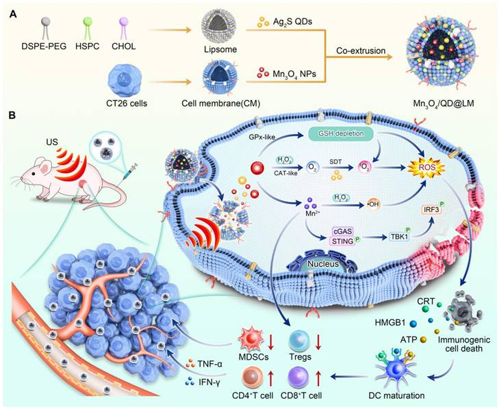 Theranostics Image