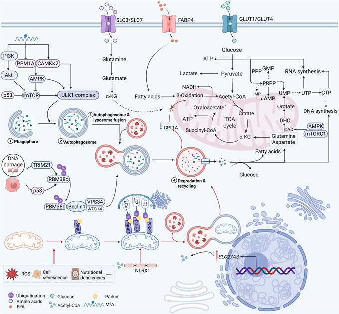 Theranostics Image