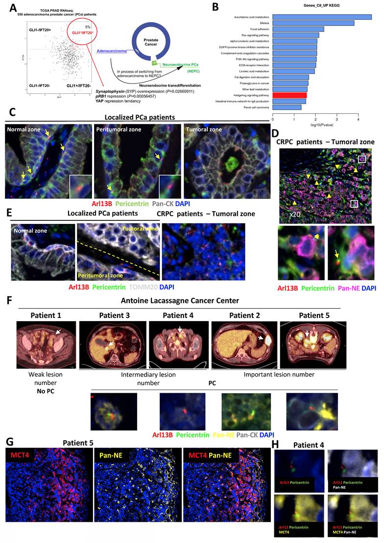 Theranostics Image