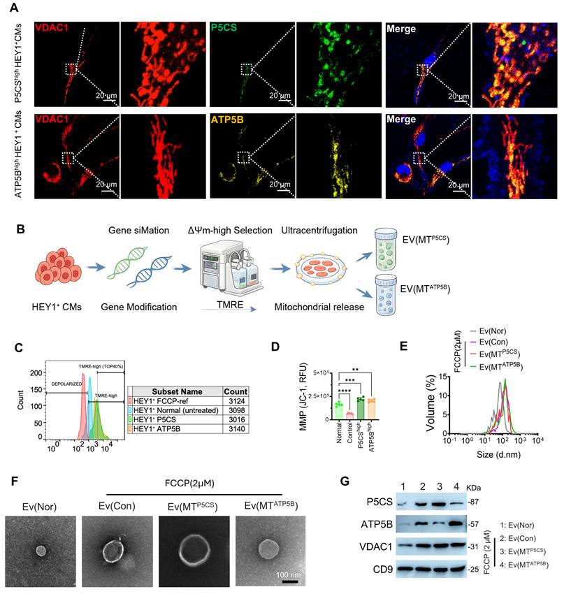 Theranostics Image