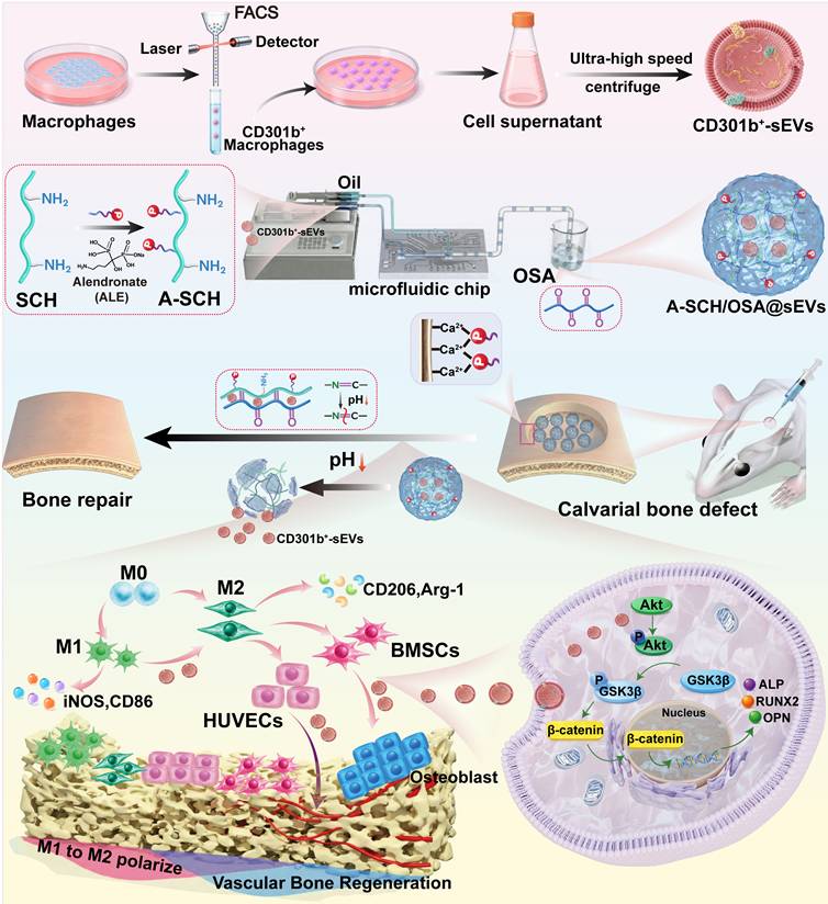 Theranostics Image