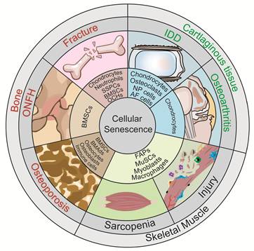 Theranostics Image