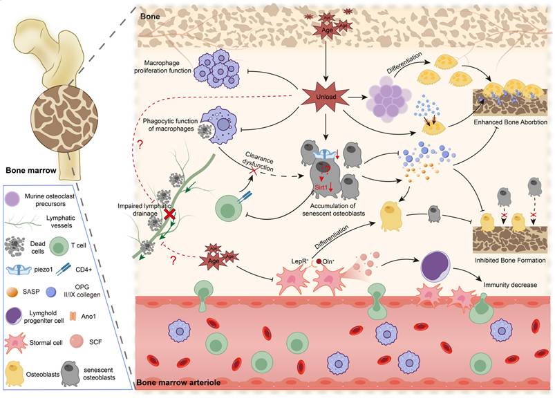Theranostics Image