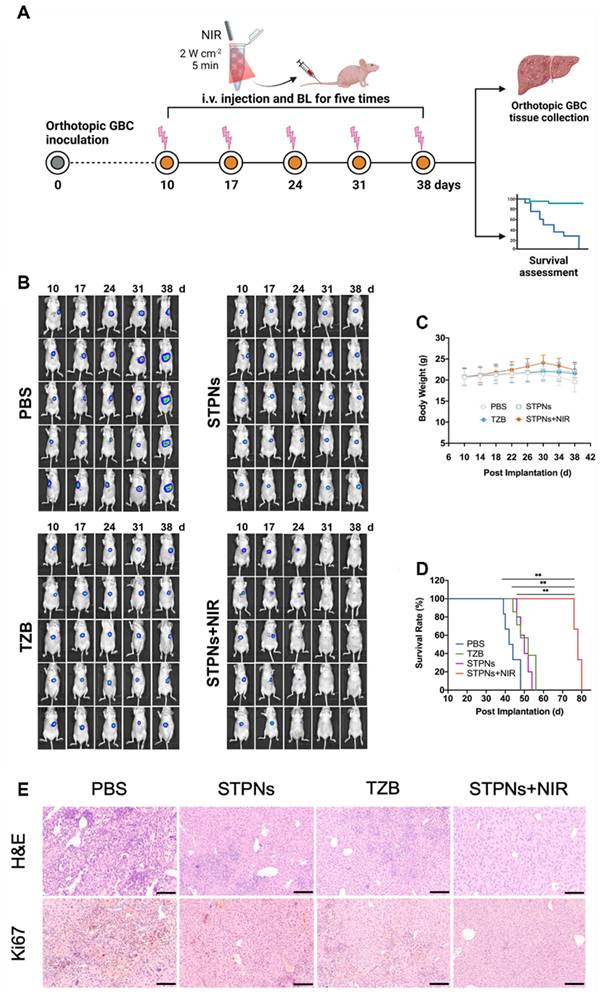 Theranostics Image