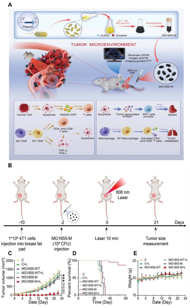 Theranostics Image