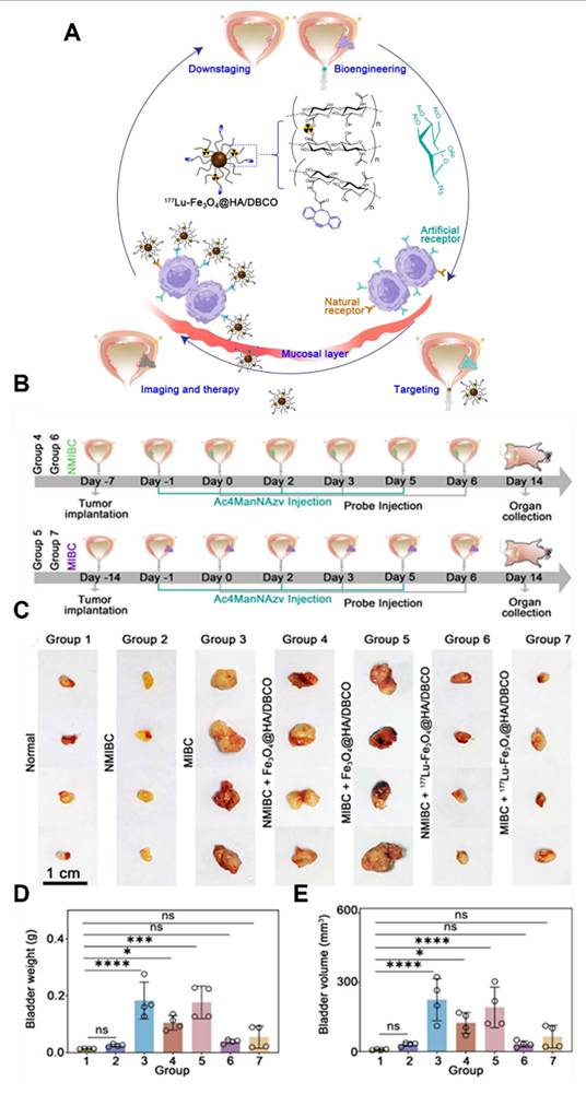 Theranostics Image