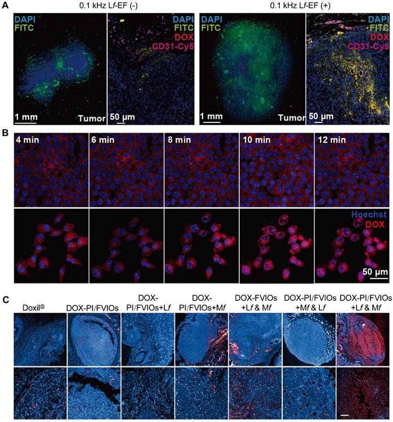 Theranostics Image