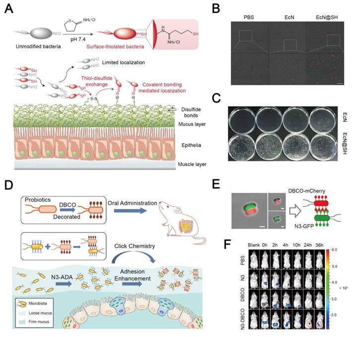 Theranostics Image
