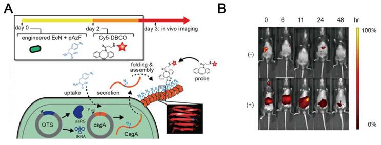 Theranostics Image