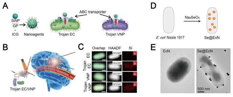 Theranostics Image