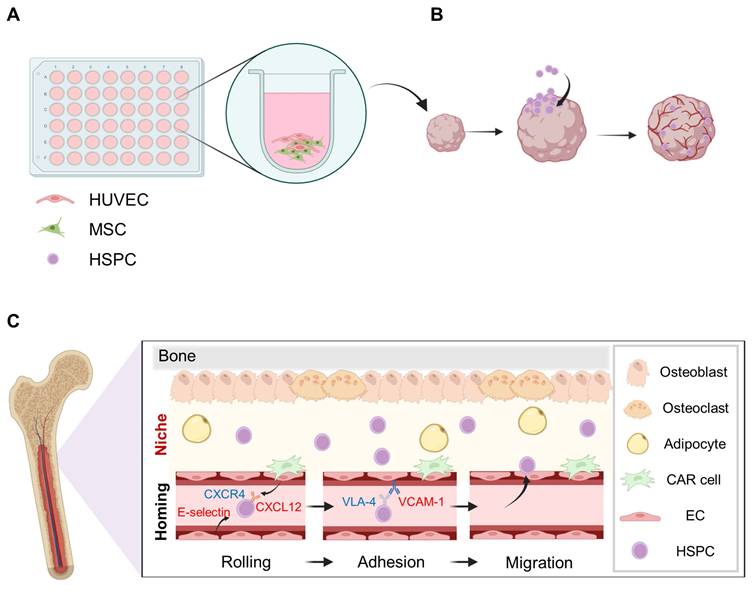 Theranostics Image