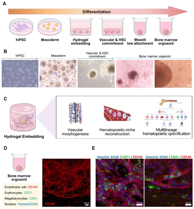 Theranostics Image