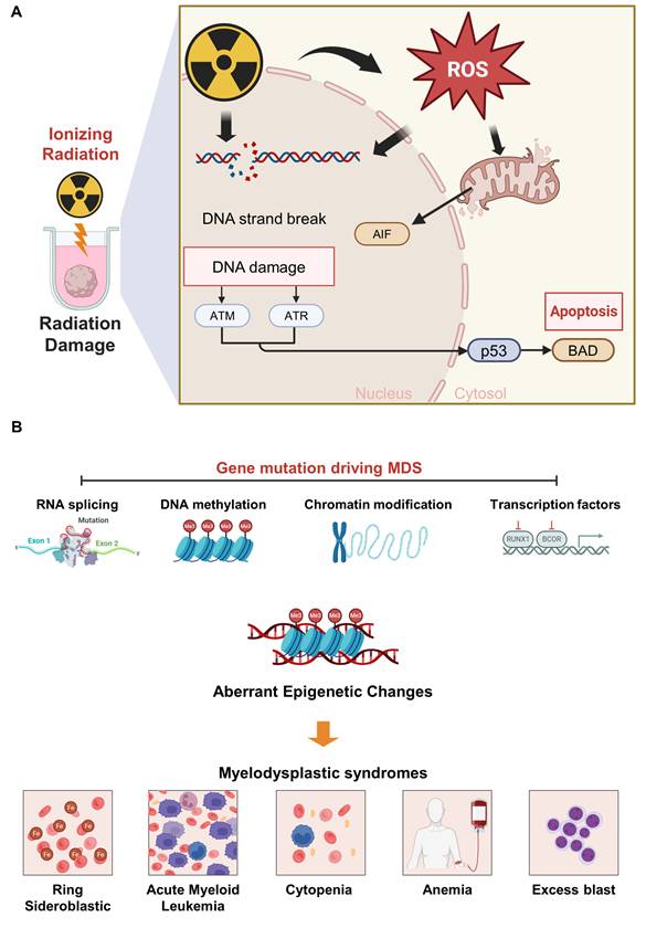 Theranostics Image