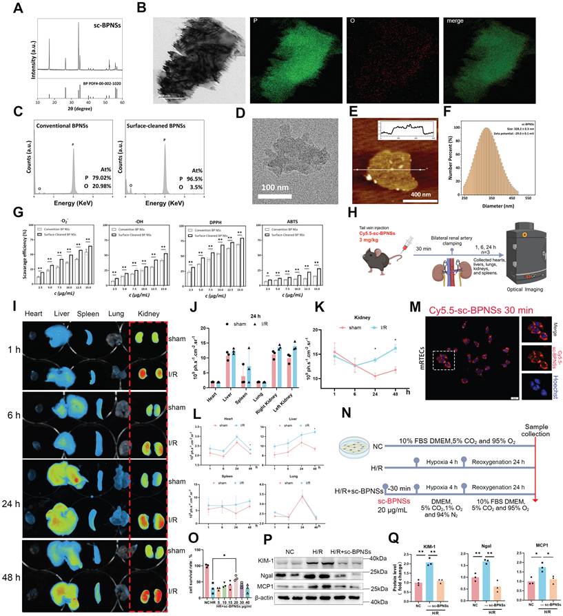 Theranostics Image