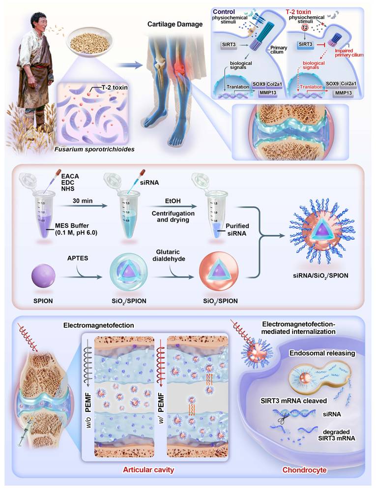 Theranostics Image
