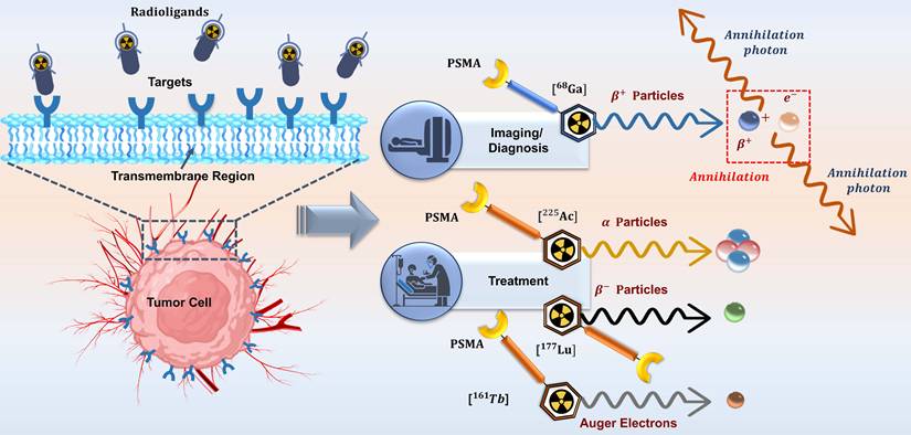 Theranostics Image