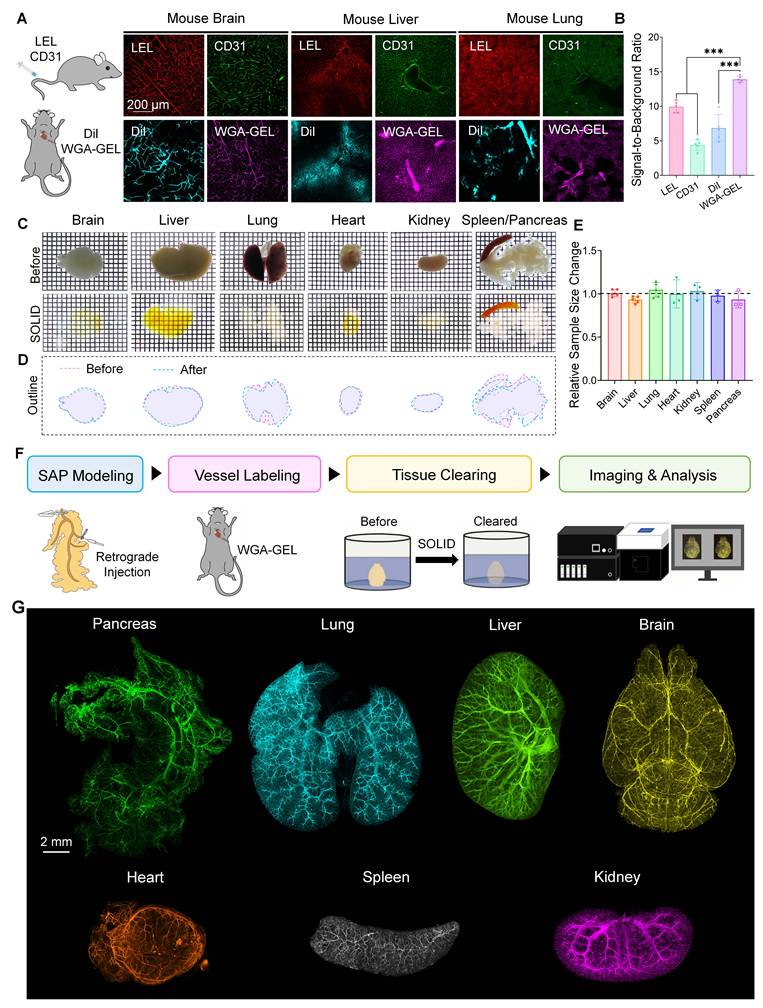 Theranostics Image